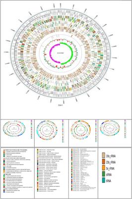 Complete genome sequence analysis of Edwardsiella tarda SC002 from hatchlings of Siamese crocodile